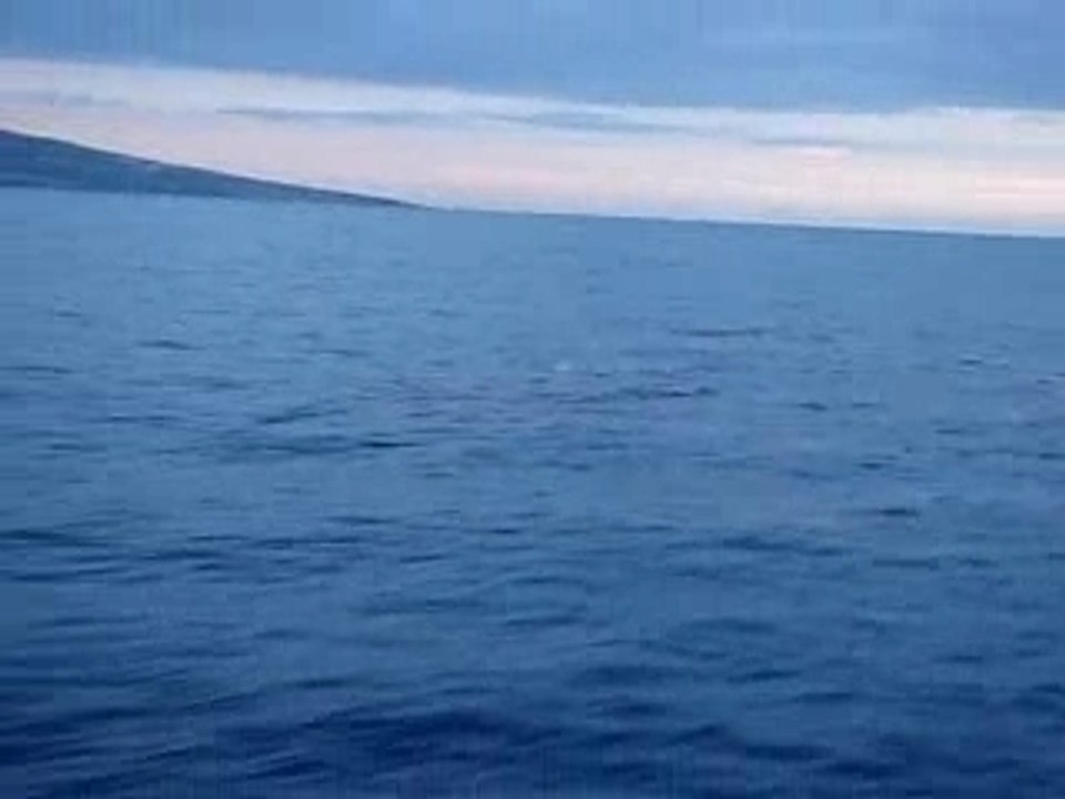 Ile de la Réunion - Dauphins - Séquence 3