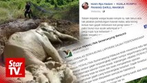 Elephant rescued after netizen posts SOS on FB