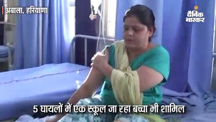 सैर कर रहे लाेगाें काे कुत्ते ने काटा, 5 घायलों में स्कूल जा रहा बच्चा भी शामिल