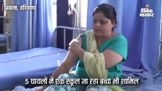 सैर कर रहे लाेगाें काे कुत्ते ने काटा, 5 घायलों में स्कूल जा रहा बच्चा भी शामिल