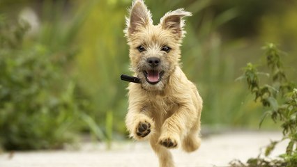 Cómo adoptar un cachorro con responsabilidad