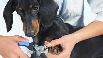 ¿Cómo le corto las uñas a mi perro?