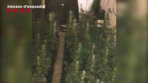 Desmanteladas dos plantaciones de marihuana en La Mina