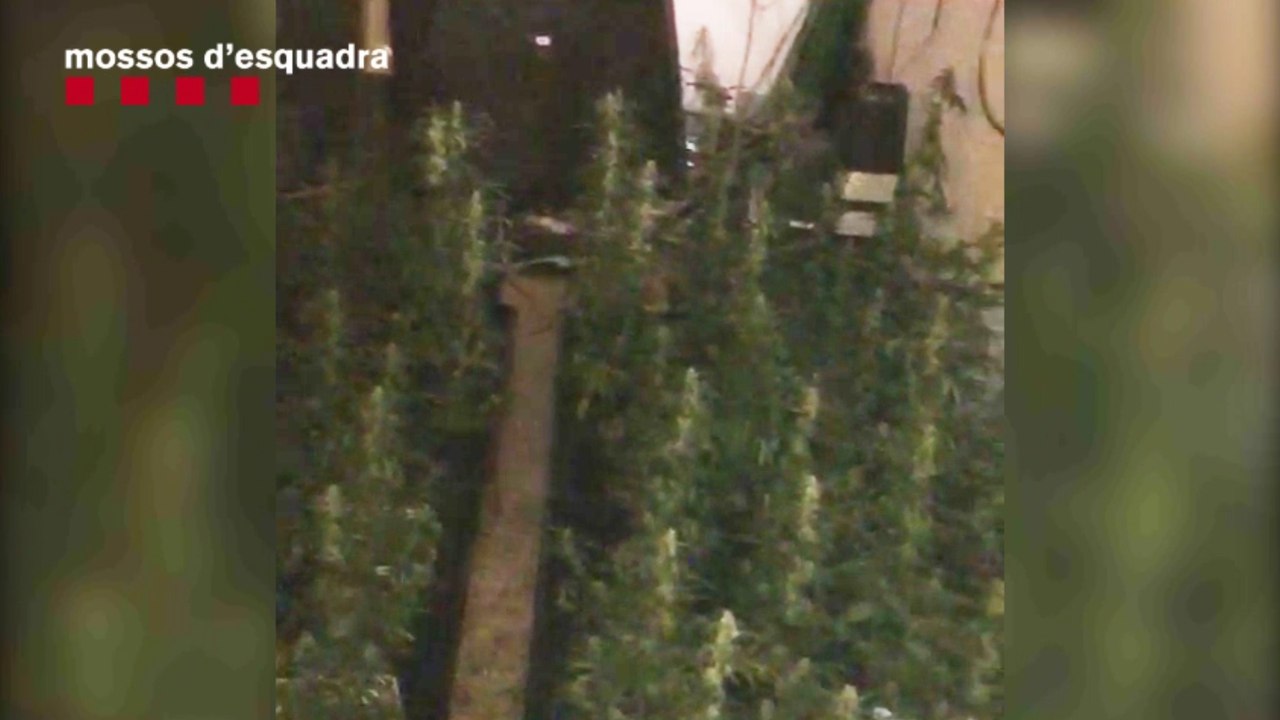 Desmanteladas dos plantaciones de marihuana en La Mina