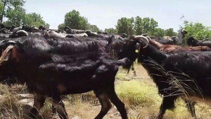 Karakeçili Yörükleri yayla yolunda (1) - UŞAK