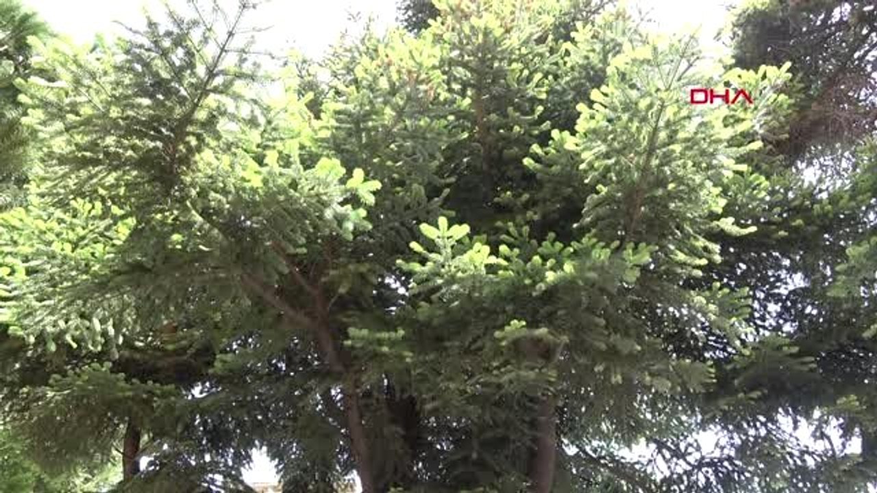 BALIKESİR Tarihe yön veren ağaç; Kazdağı köknarı