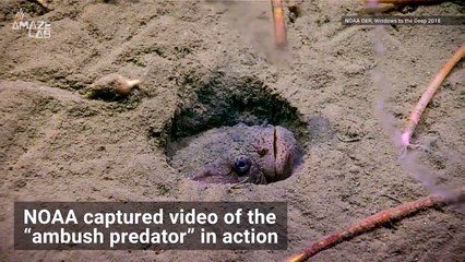 Watch 'Ambush Predator' Attack Oblivious Fish in Wild NOAA Video