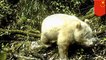 Panda Albino besar ditemukan di Cina - TomoNews