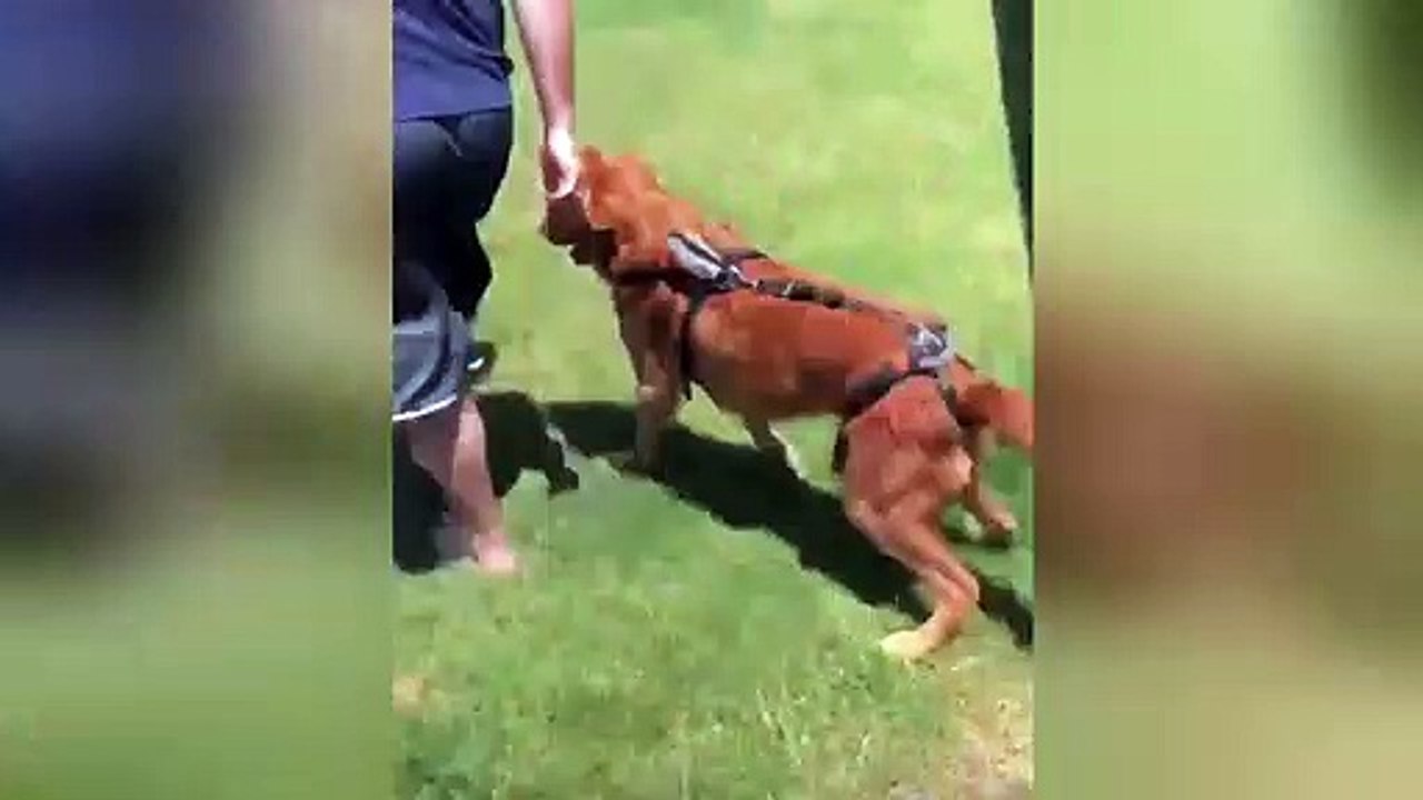 Wobbly US dog learns to walk after being struck by car