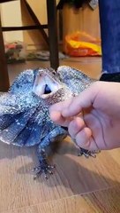 Pet frilled dragon tries to bully other pet lizard behind glass case