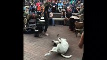 This dog can't help jiving to the music at a drum circle in Tennessee
