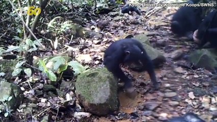 Video Showing Chimpanzees Crabbing May Shed New Light on Human Evolution