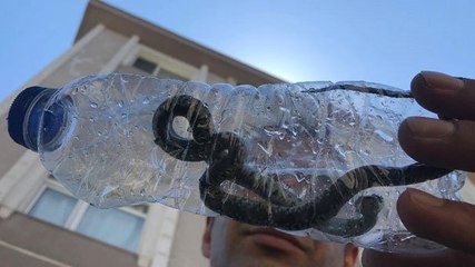 İstanbul'da bir daireye giren yılan büyük korku yaşattı: Zehirliymiş, şoktayız