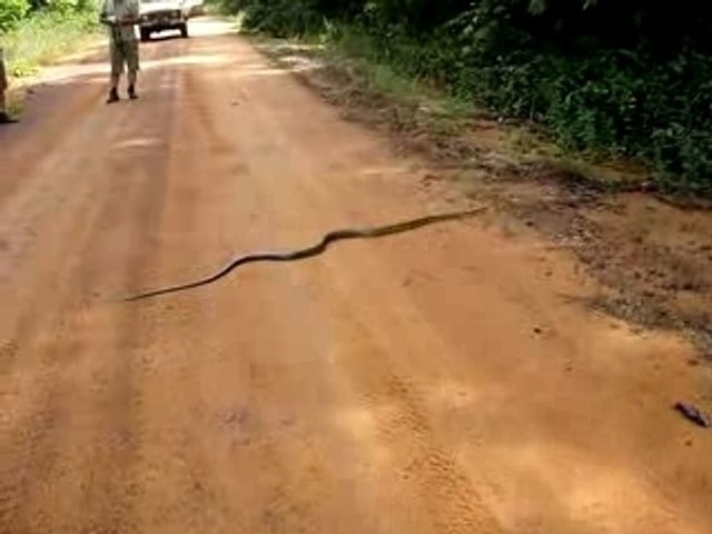 Serpent traversant la piste quelque part au Suriname