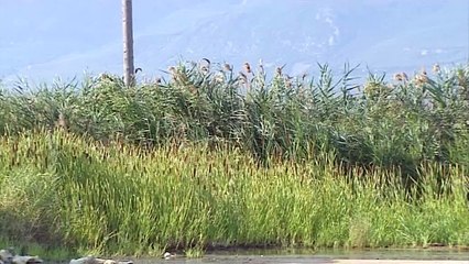 Εφαρμογή για την καταπολέμηση των κουνουπιων στη Στερεά