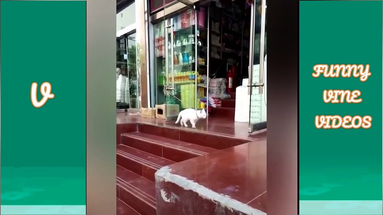 Vine video compilation of the best in 2019_062