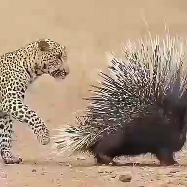 الفهد vs النيص