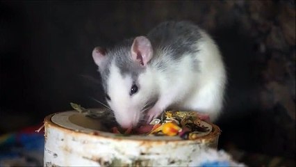 사설토토사이트 바로가기 ▶  yong79。com 프라임카지노 とべ선보이면