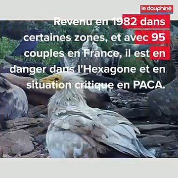 Biodiversité : ces espèces emblématiques en péril dans nos régions