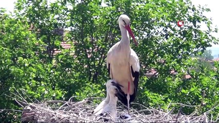 Yazın habercisi leylekler artık daha güvende
