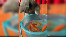 Cats React to Funny Fish - Funny Cat and Fish Reaction Compilation