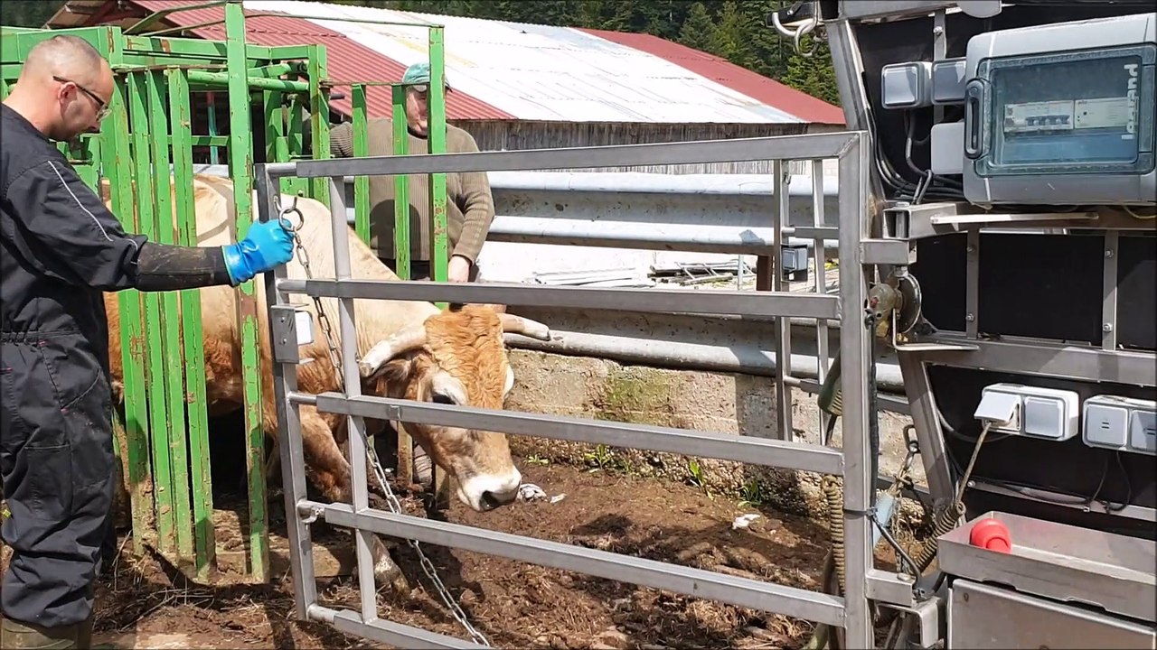 Anthony Minet, l’homme qui prend soin des sabots des vaches