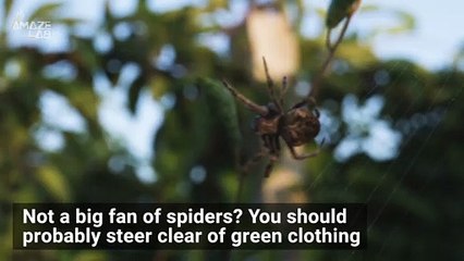 Spiders Are Drawn to this Color More Than Any Other