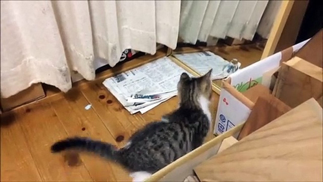 Chat mignon et chaton mignon