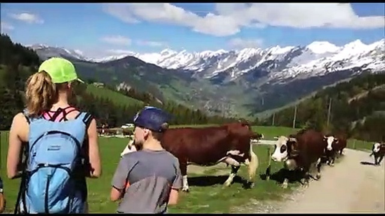 Emmontagnee : les vaches montent aux alpages à la clusaz