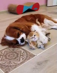 Cute Puppy Cleans Kitty