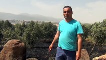 Gaziantep'de zeytinlik ve arpa tarlasında yangın - GAZİANTEP