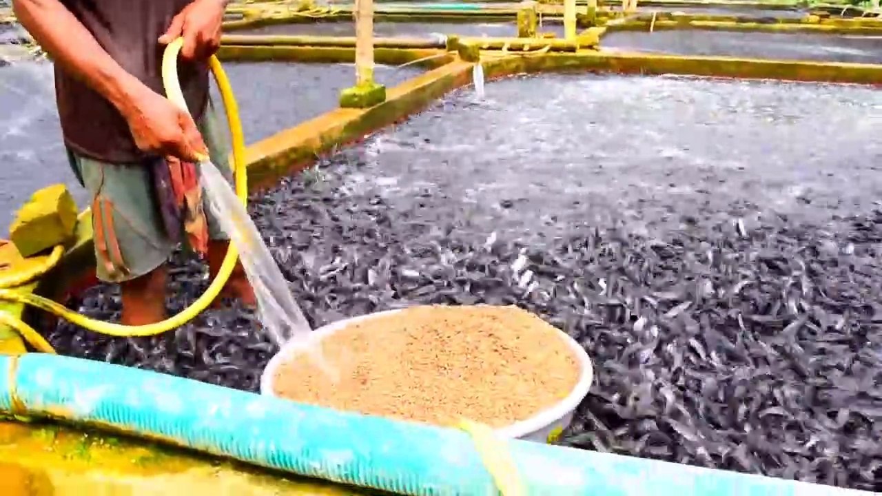 Ceci est une ferme d'élevage de poissons chats....