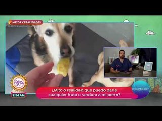 Mitos y realidades de tus mascotas | Sale el Sol