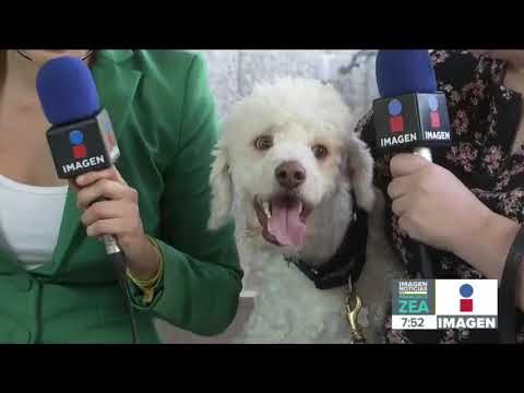 ¿Quieres adoptar una mascota? Conoce a Astro , un perrito que está en busca de mucho amor