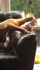 Cute Female Dog Having A Great Time