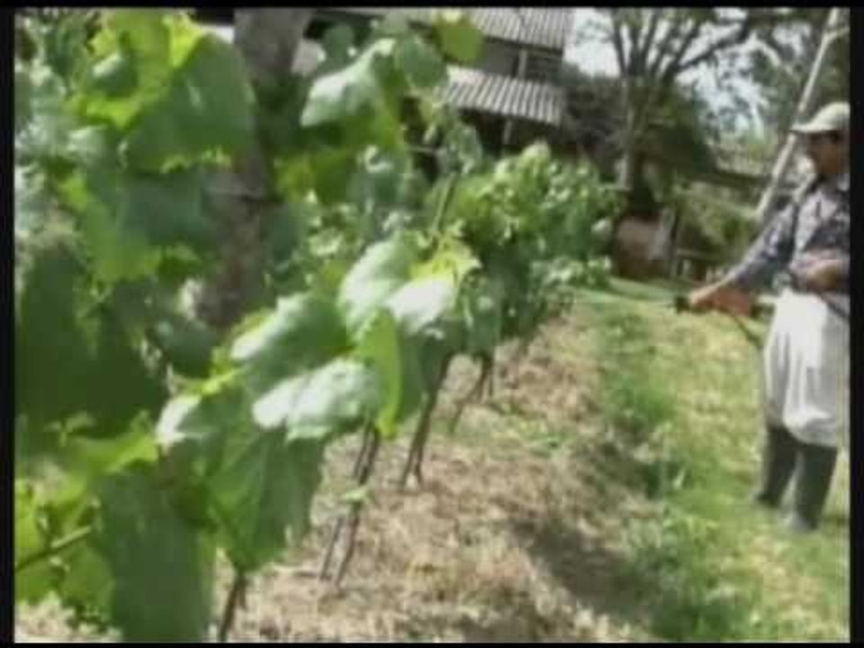 Proyeccion Universitaria Hongos Uvas