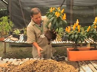 aprender haciendo jardineria
