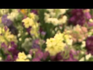 Infozoom expo floral UPTC