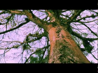 CEIBAS BARRIGONAS UTP Clip 50 años