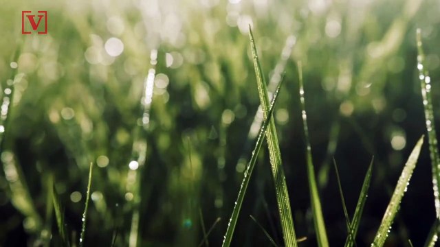 Minnesota Program Pays Homeowners to Transform Lawns into Bee Gardens