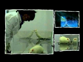 ROSA MARGARITA U DE LA SABA