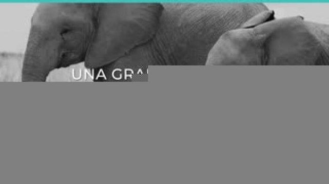 Tecnología y Ciencia | Elefantes nacen sin colmillos por cazadores