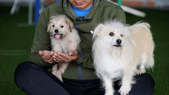 Tecnología y ciencia | Clonan en China a perrito estrella de televisión