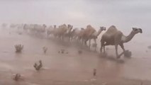 Internaconal | Video: torrenciales lluvias inundan el desierto en Arabia Saudita