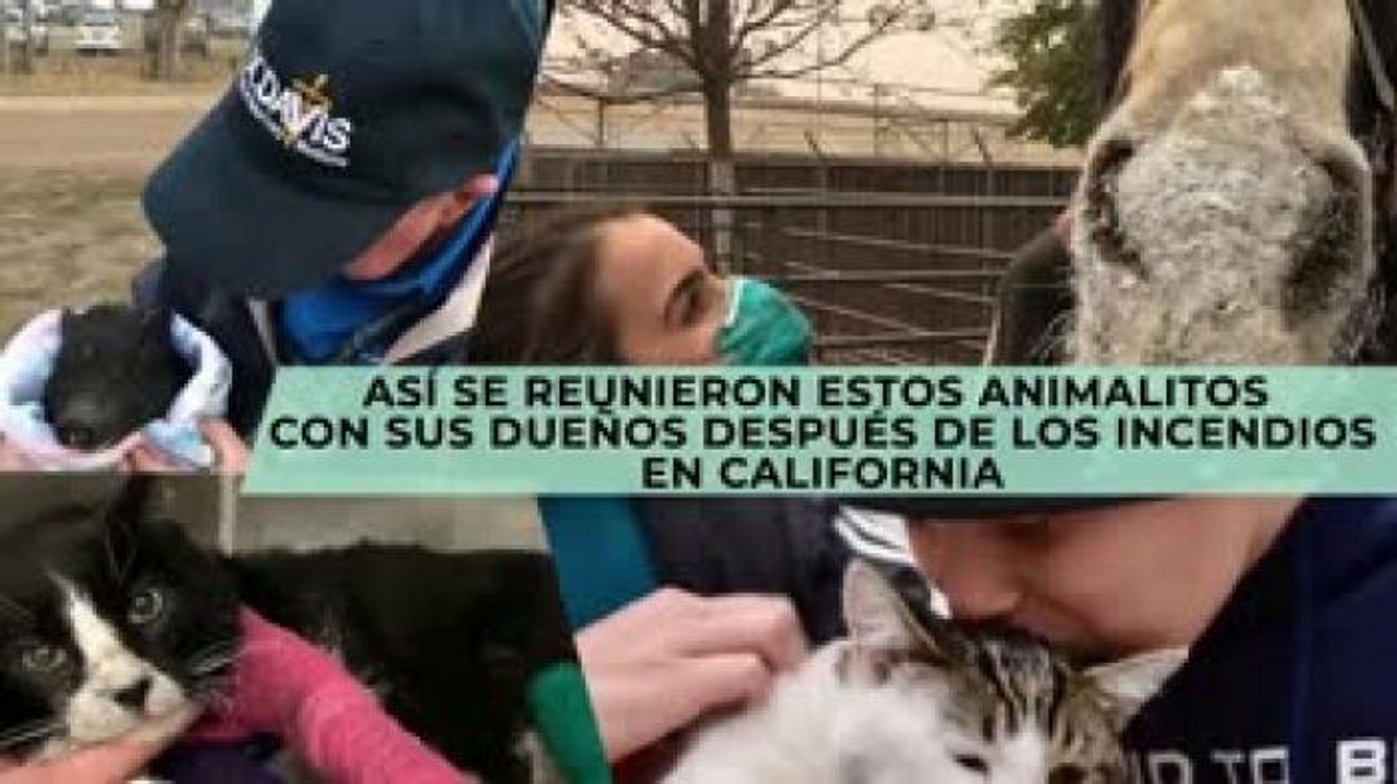Entretenimiento | Animalitos se reúnen con sus dueños después de los incendios en California