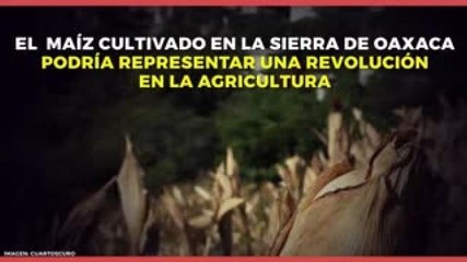 Nacional |  Extraordinario maíz mexicano que revolucionará la agricultura