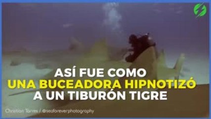 Entretenimiento | Así fue como una buceadora hipnotizó a un tiburón tigre