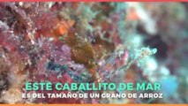 Tecnología y Ciencia | Este caballito de mar tiene el tamaño de un grano de arroz