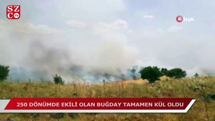 Gaziantep'te 250 dönümlük ekili alan kül oldu
