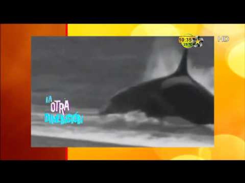 Las orcas asesinas